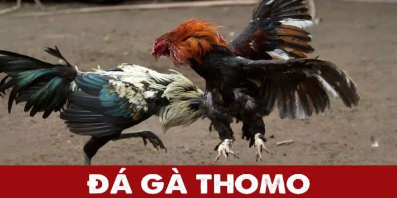 Đôi nét về đá gà thomo trực tiếp hôm nay